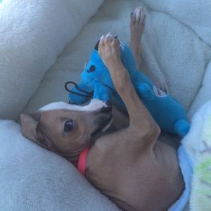 Meet your Posher, Morgan